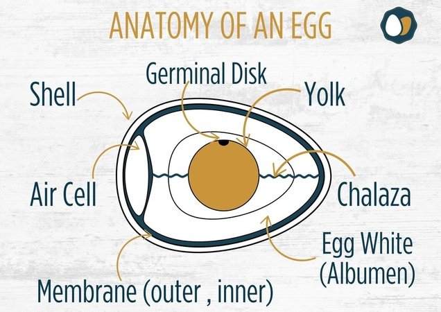 anatomy of egg